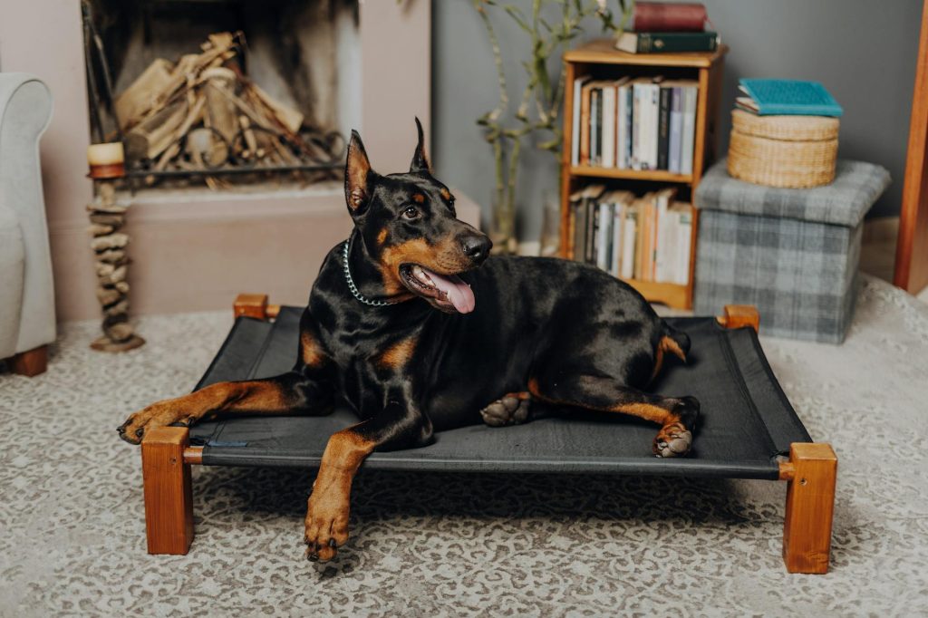 Happy Doberman lounging comfortably on a stylish indoor dog bed