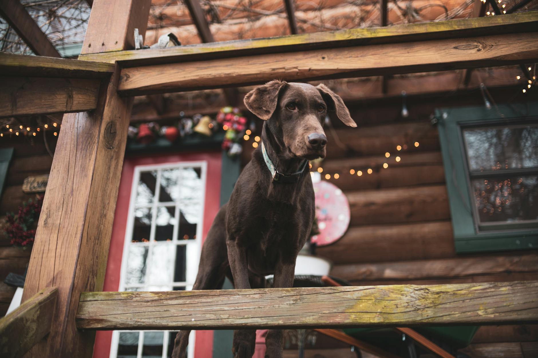 Chocolate Labrador retriever wearing a colourful collar outdoors