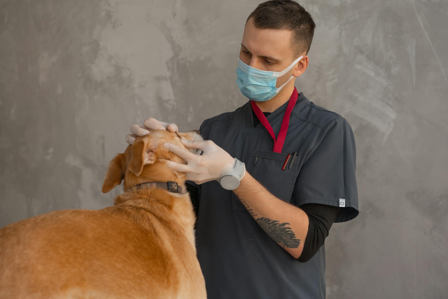 Dog having a dental health check showing healthy teeth and gums