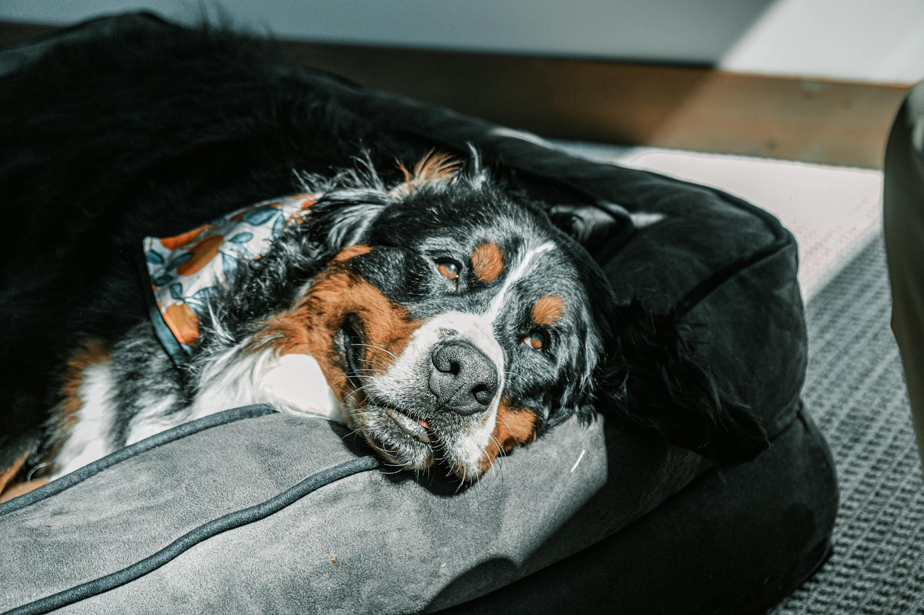 Dog resting comfortably in a supportive dog bed