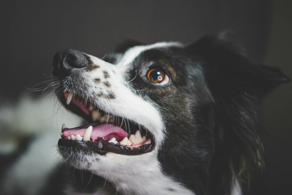Dog having teeth brushed showing proper dental brushing technique
