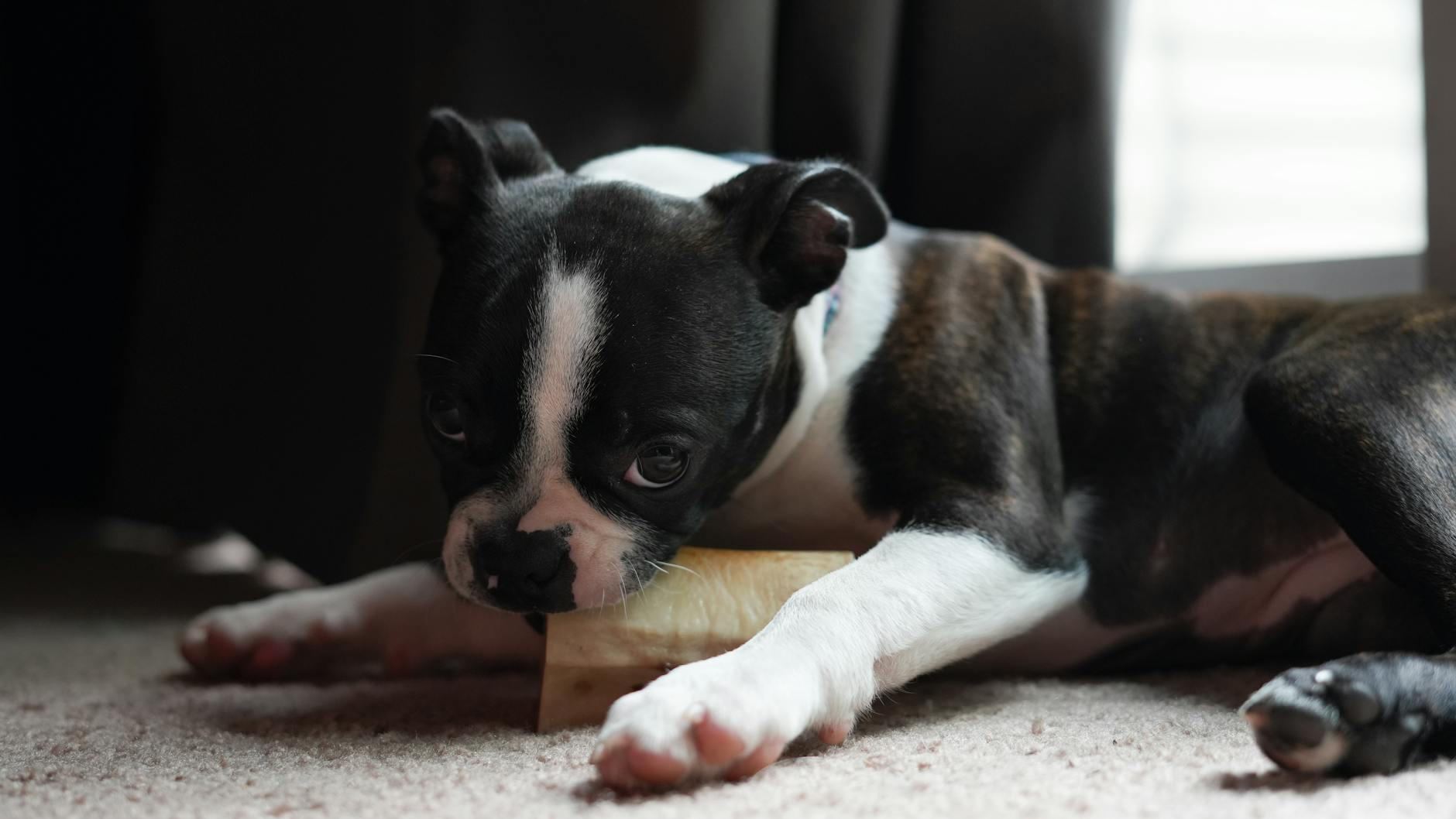 Puppy playfully chewing a toy bone outdoors for dental health