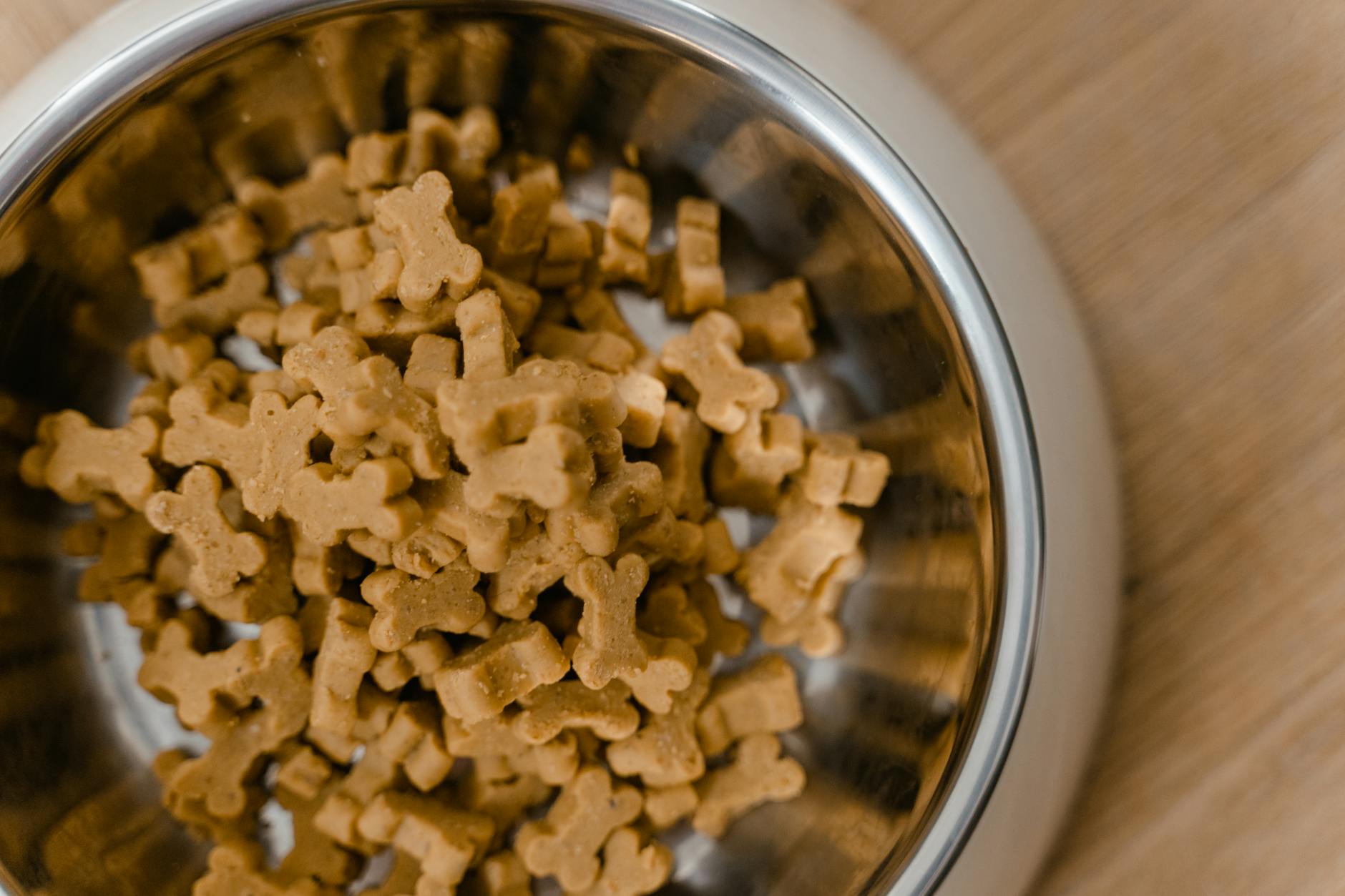 Australian Shepherd puppy enjoying a meal from a metal bowl