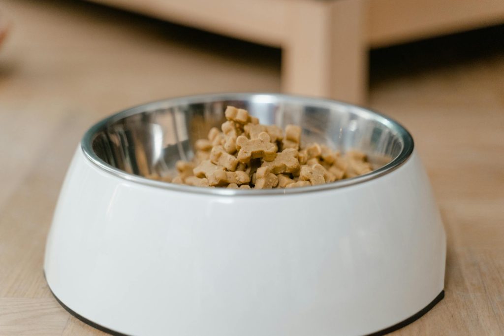 Raw feeding for dogs complete UK beginners guide