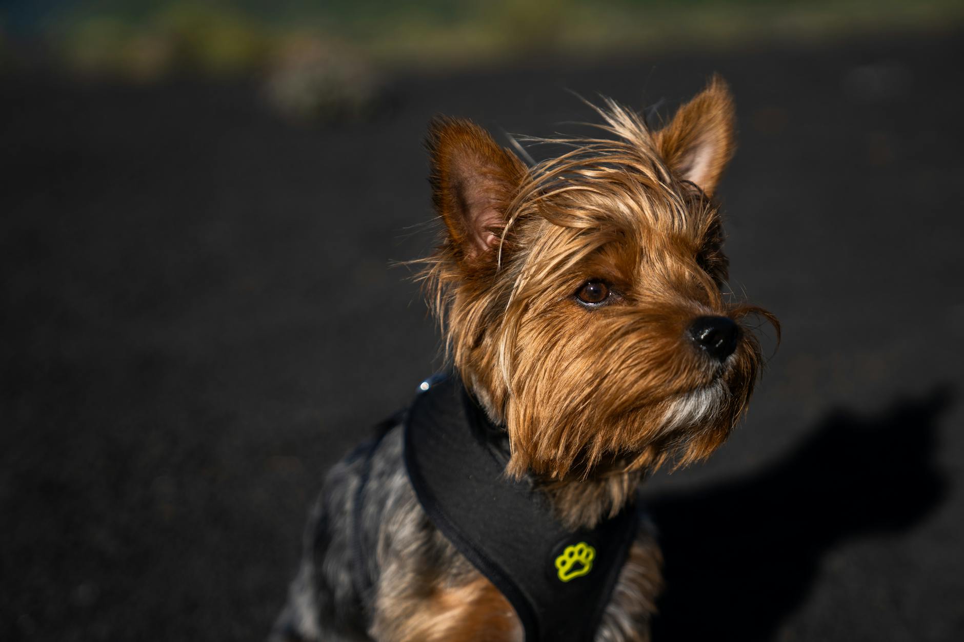 Yorkshire Terrier wearing a blue harness exploring a green park