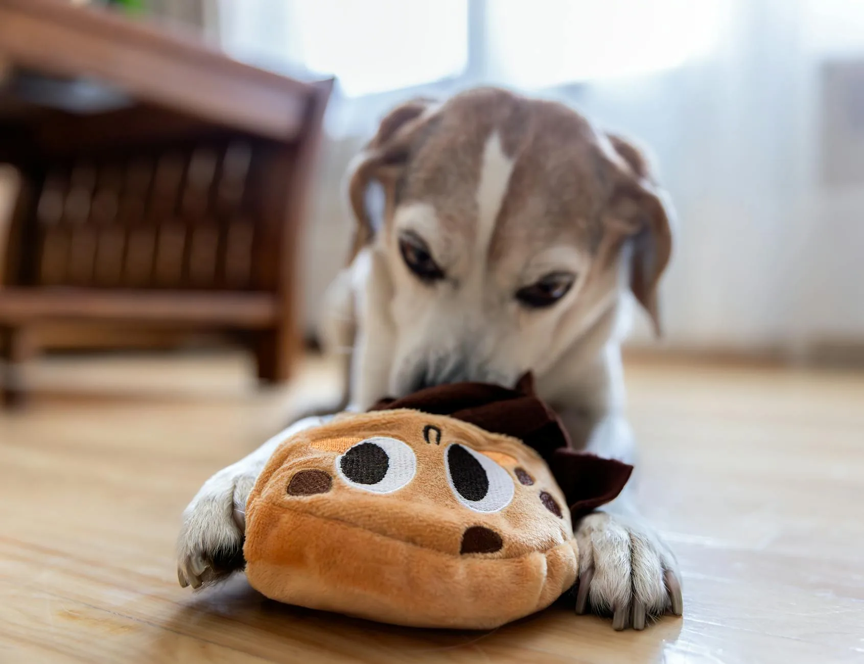 Collection of assorted durable dog toys for outdoor play