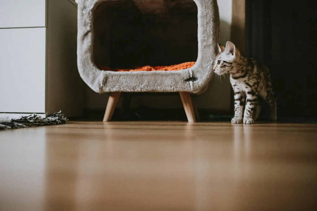 Bengal kitten standing beside a modern cave-style cat bed on wooden legs