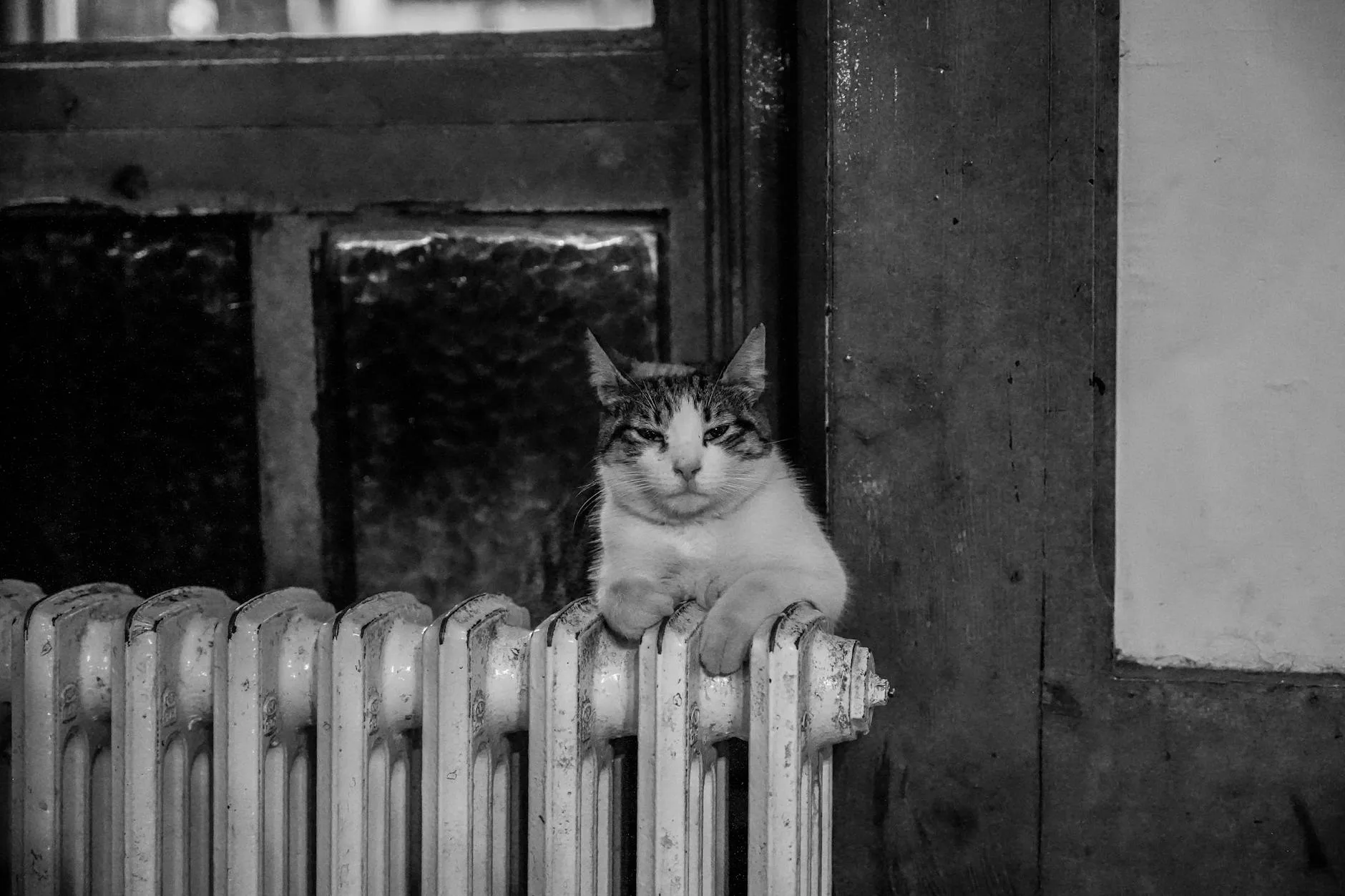 Cat draped over a cast-iron radiator staying warm