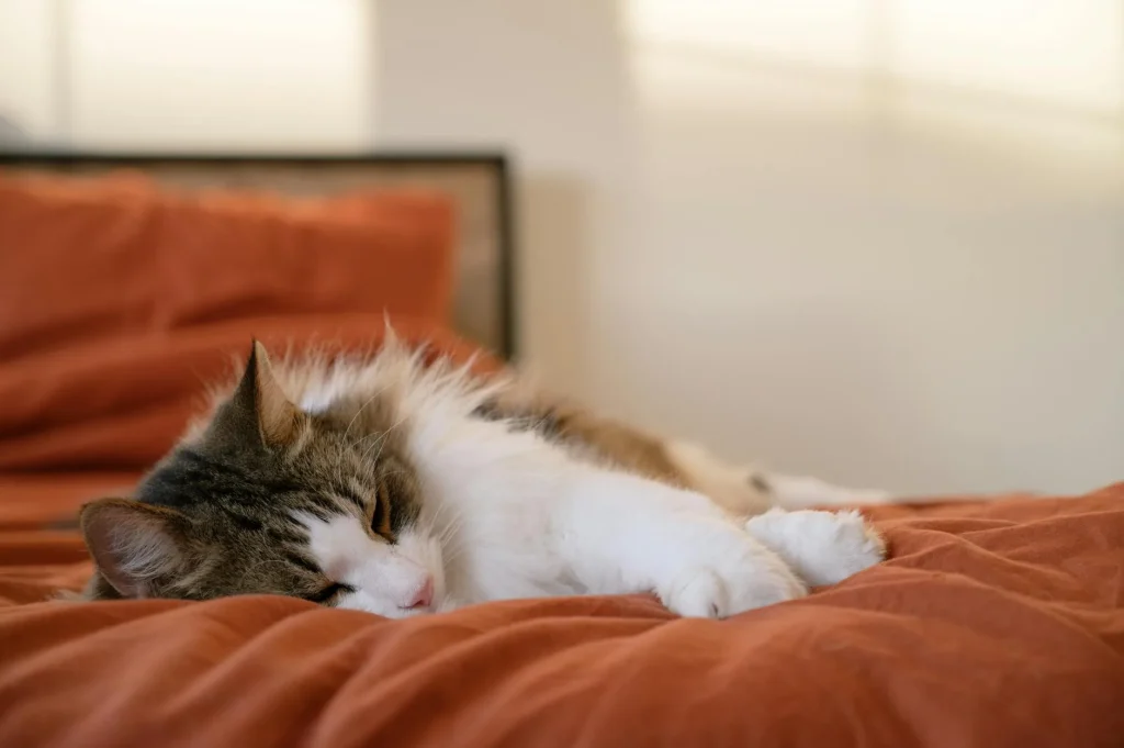 Cat curled up sleeping in a cosy bed indoors
