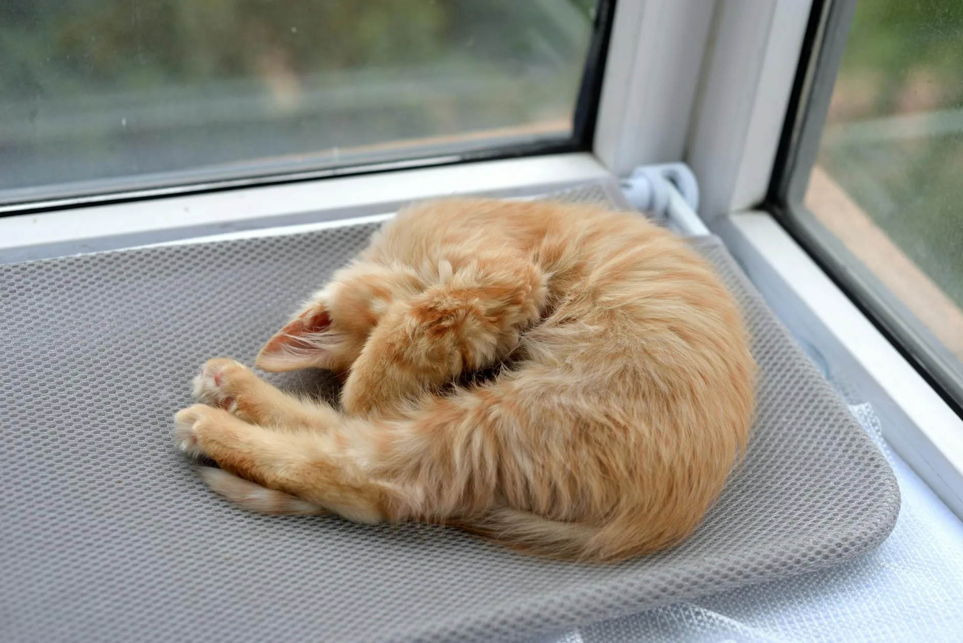 Ginger kitten sleeping on a window-mounted cat perch