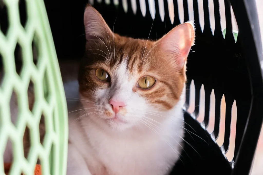 Cat sitting inside a pet carrier ready for travel