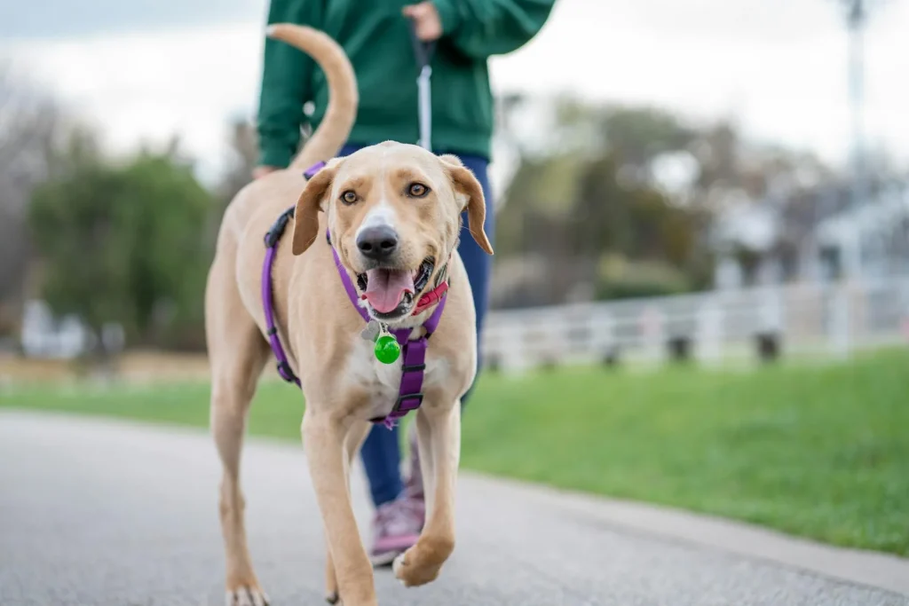Happy dog wearing a harness on a walk through a park
