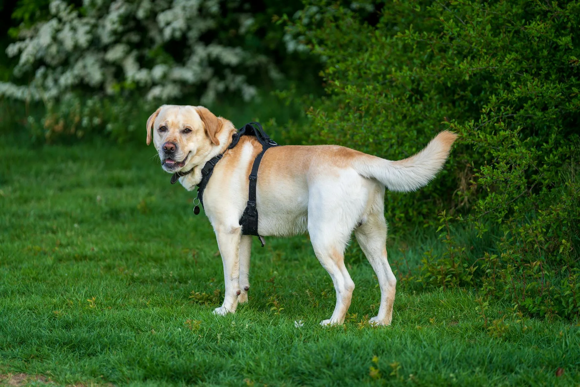 Large dog walking on a lead through a green park