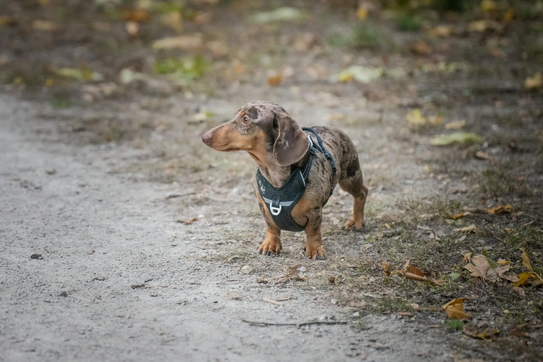 Small dog wearing a padded harness with adjustable straps