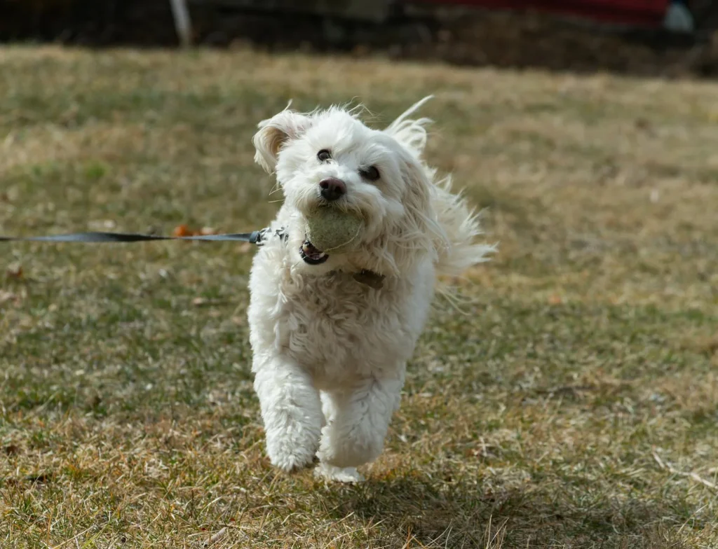 Dog running on a long line in a UK field — best long lines 2026