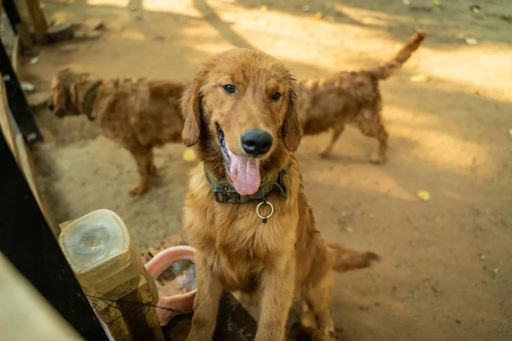 Happy golden retriever eating from food bowl at home