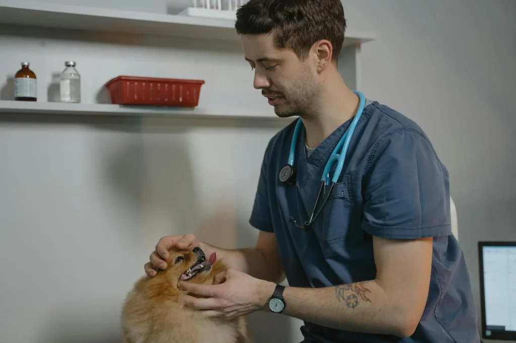 Pet being examined at a vet clinic — best pet insurance 2026 UK