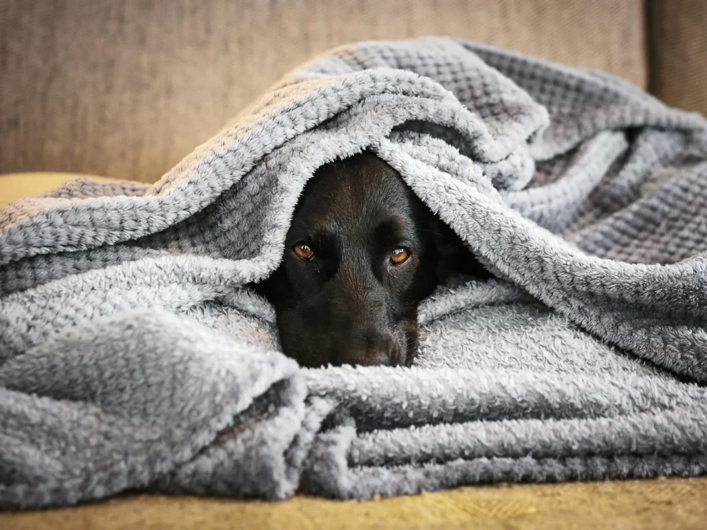 Anxious dog being comforted showing signs of stress