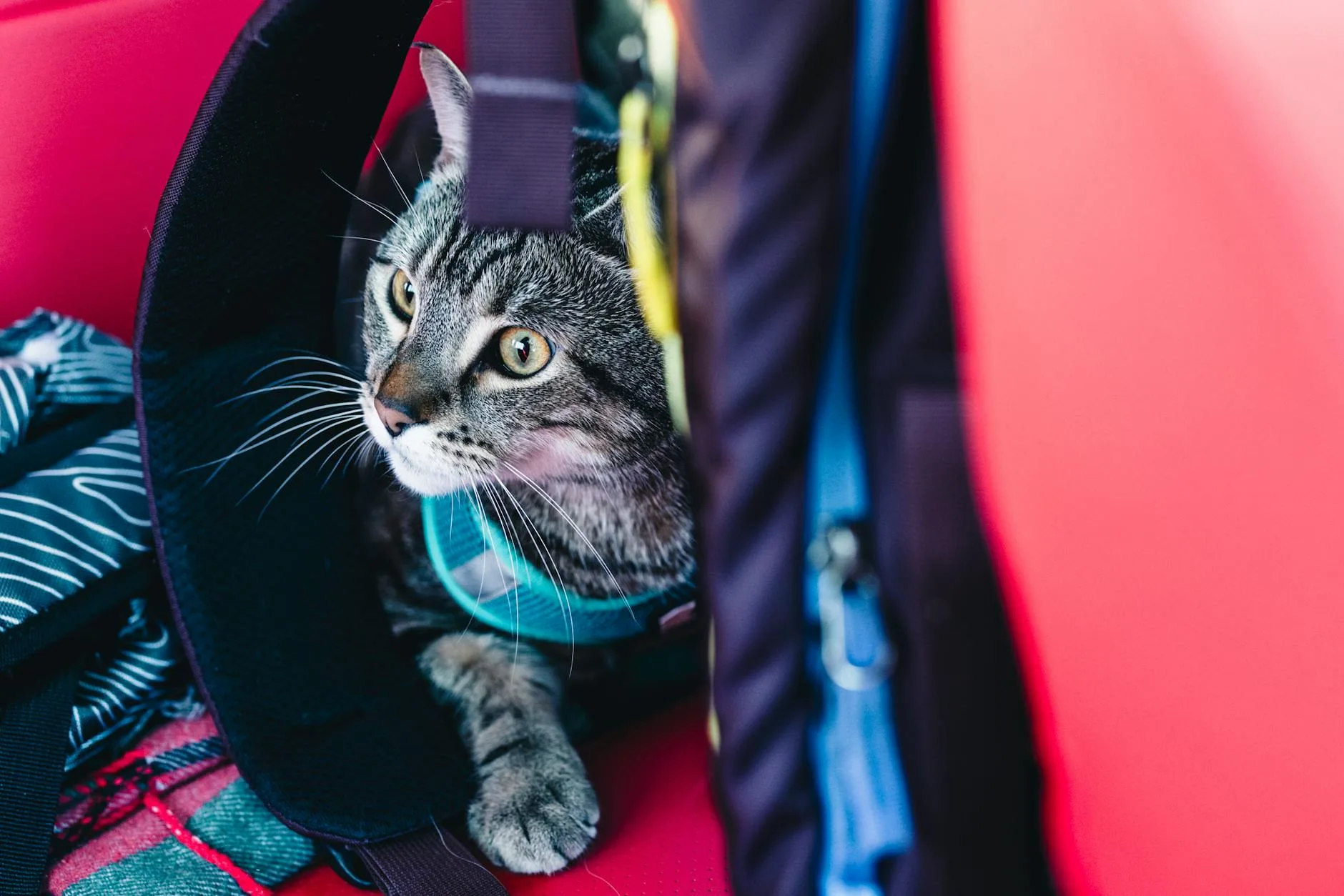 Cat looking through transparent window of a backpack carrier outdoors