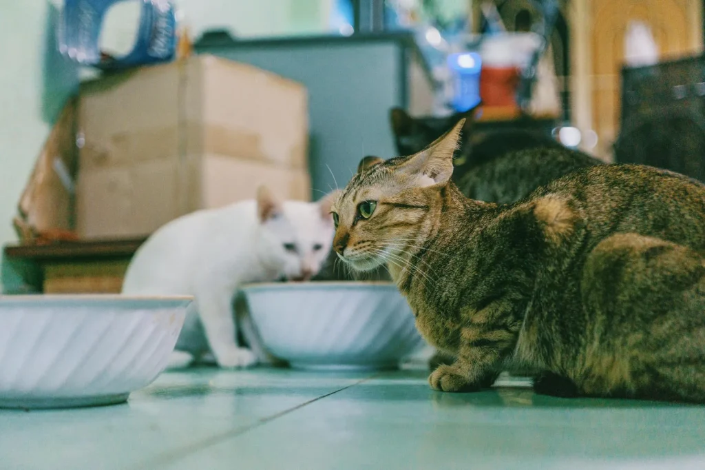 Cat eating from a food bowl in a kitchen