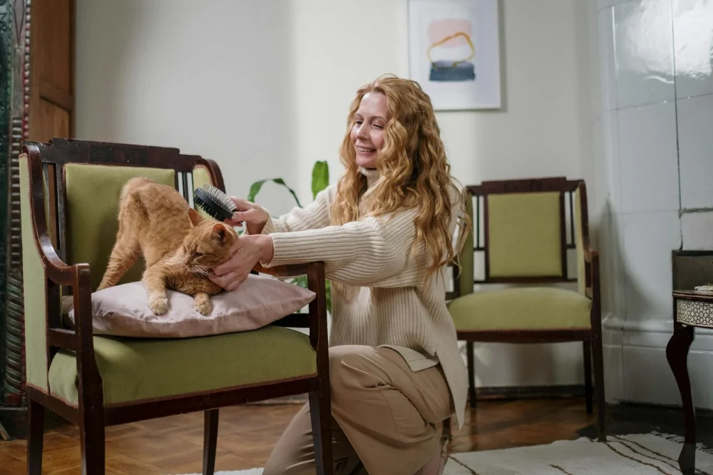 Owner brushing a ginger cat on an armchair as part of regular flea care routine