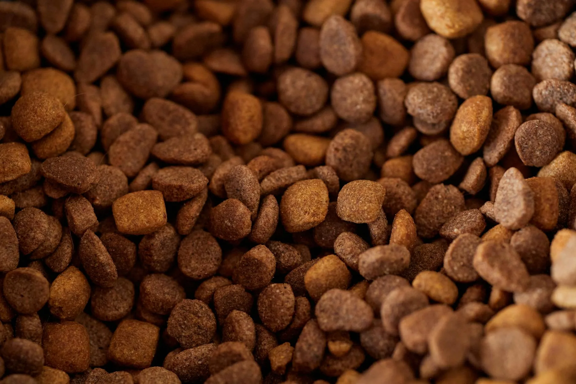 Dry cat food kibble in a ceramic pet feeding bowl