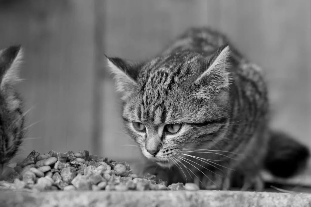 Cat eating from a food bowl at home