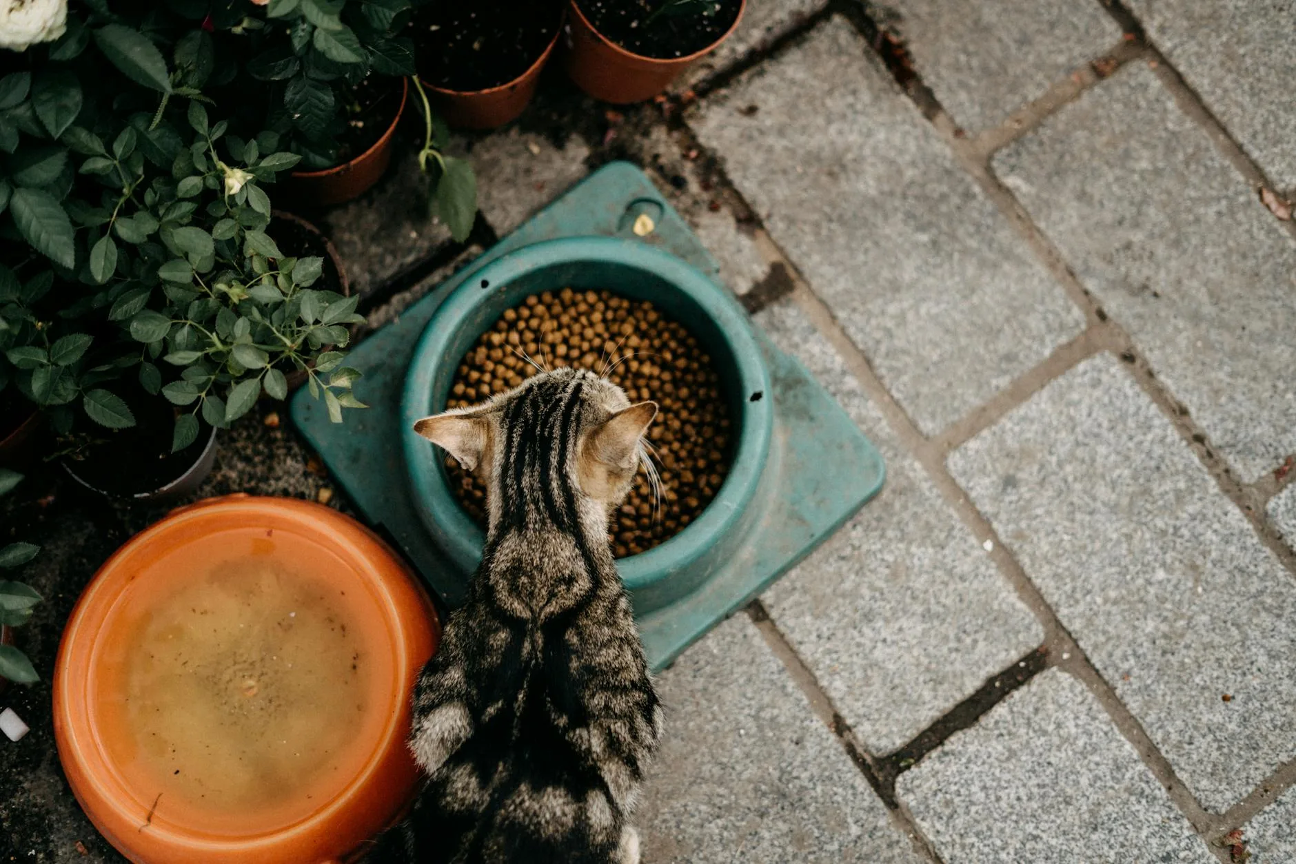 Tabby cat eating from a food bowl in a kitchen