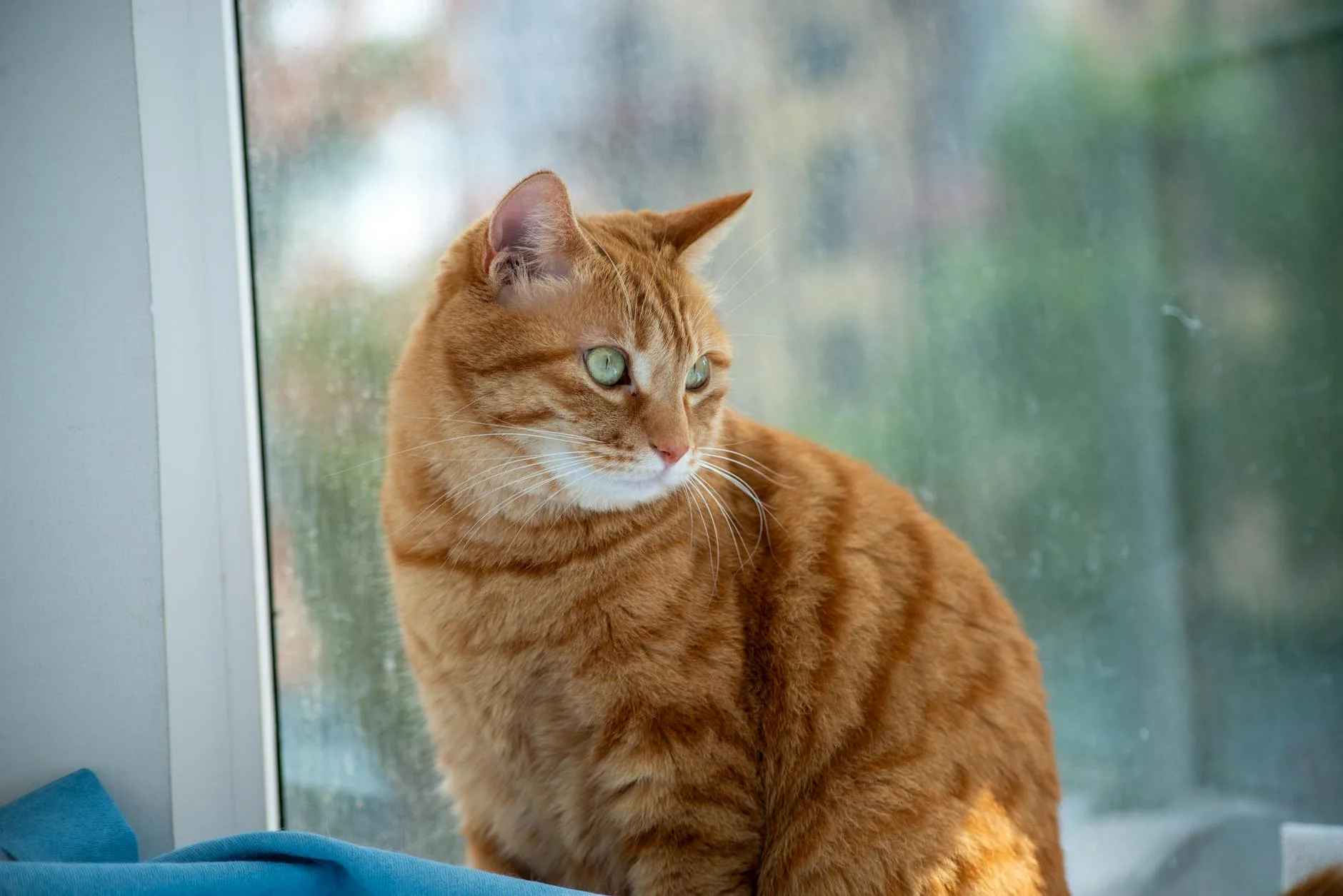 Healthy cat relaxing at home after a good meal