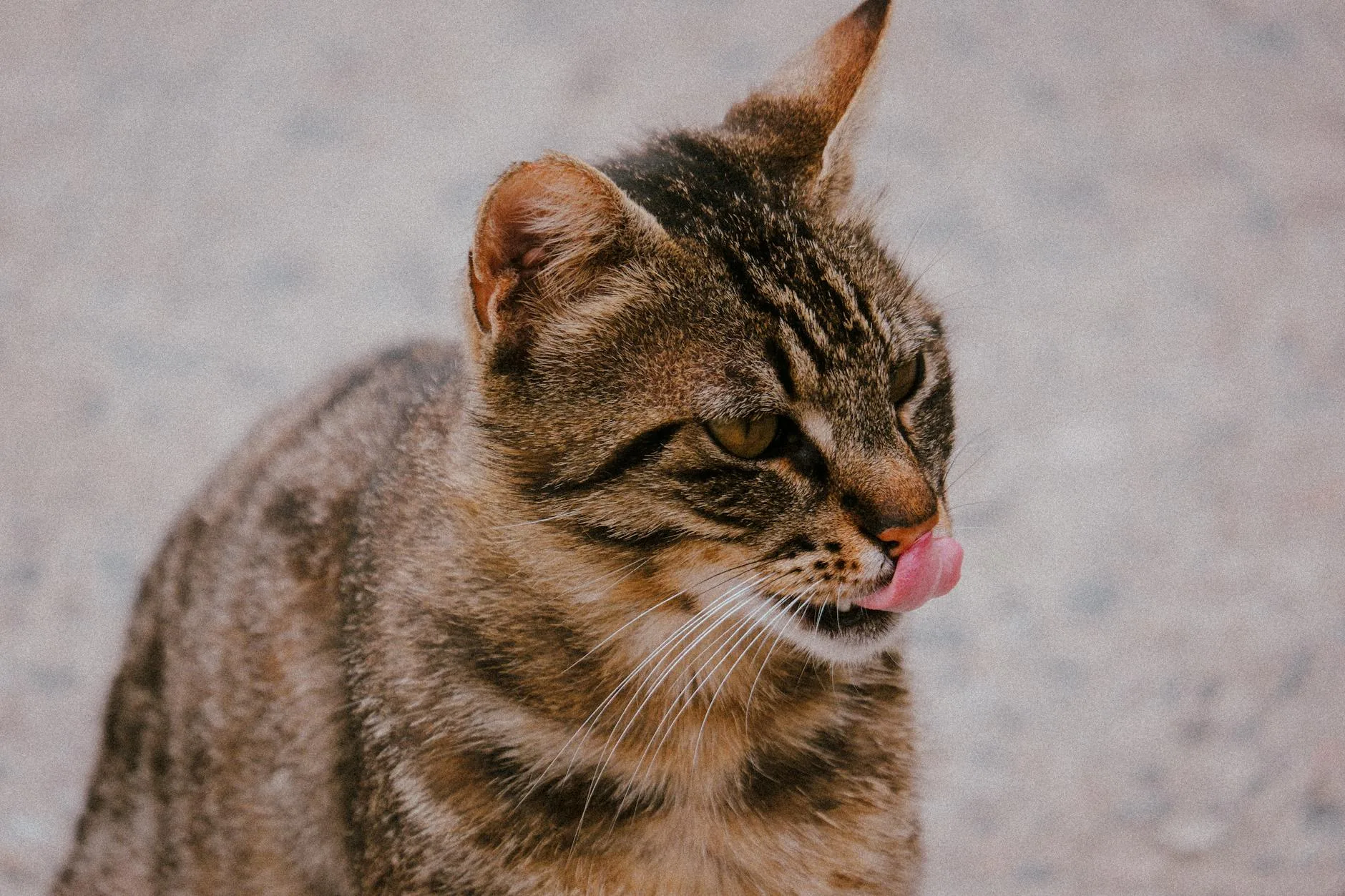 Cat licking its lips after drinking water
