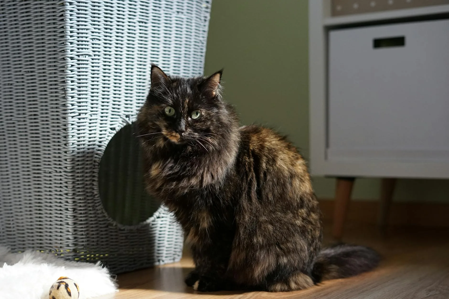 Cat sitting near a litter box at home