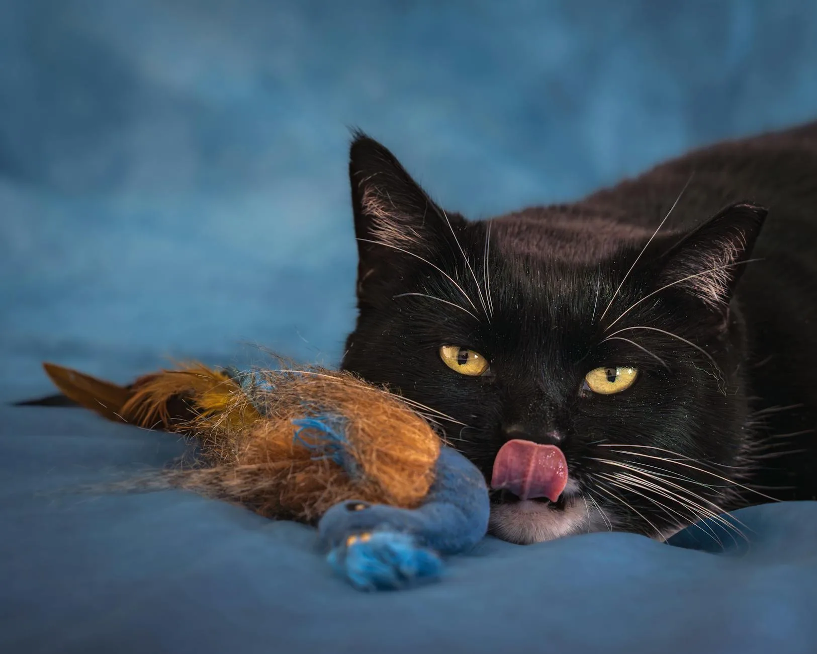 Cat playing with a feather toy indoors