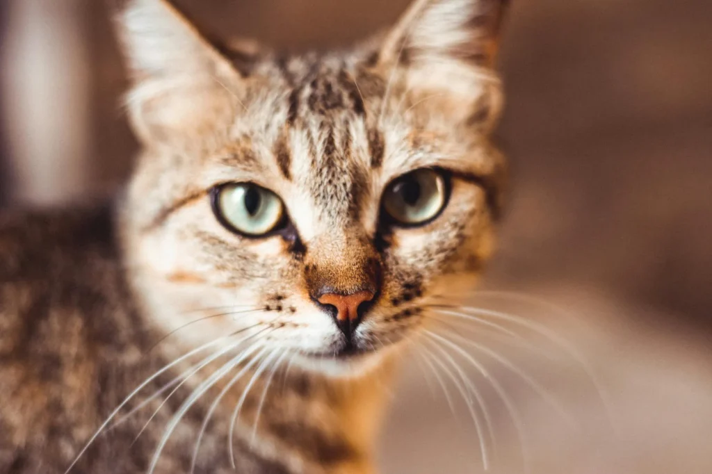 Close-up portrait of a domestic cat