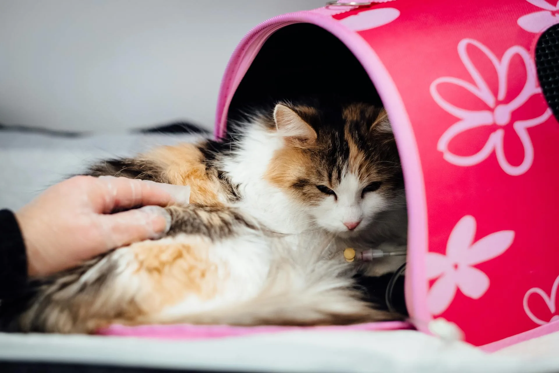 Fluffy cat receiving veterinary care and health check at a clinic
