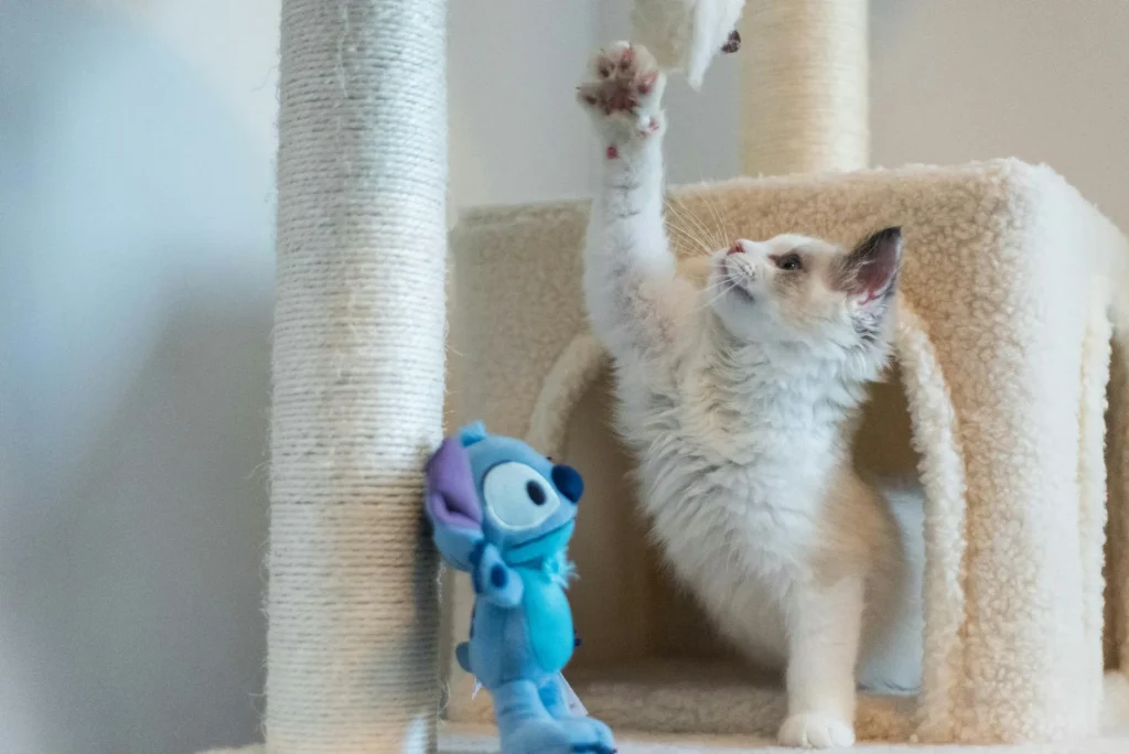Cat using a sisal scratching post at home