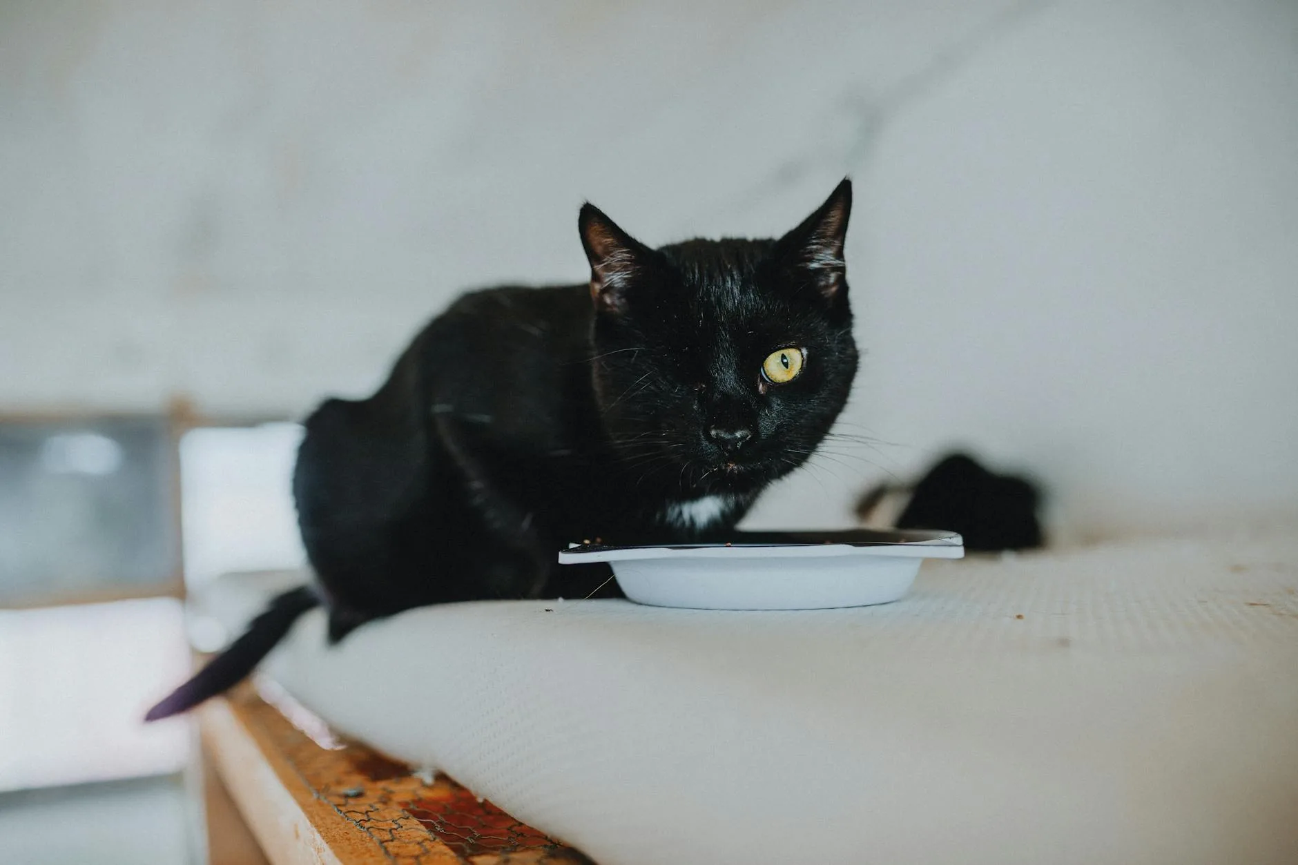 Cat sniffing food in a bowl with curiosity during feeding time