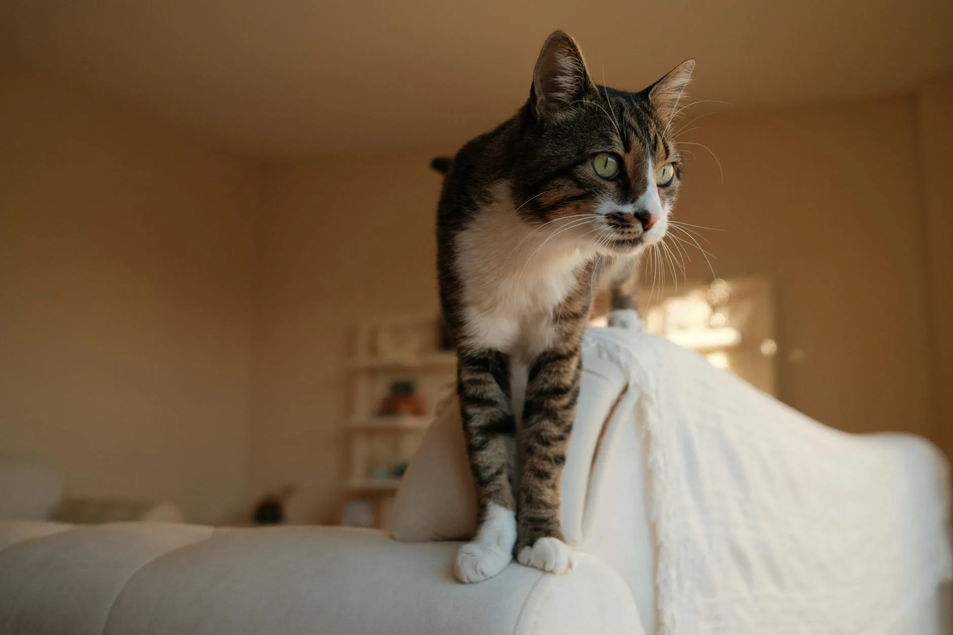 Cat relaxing on a sofa in a living room