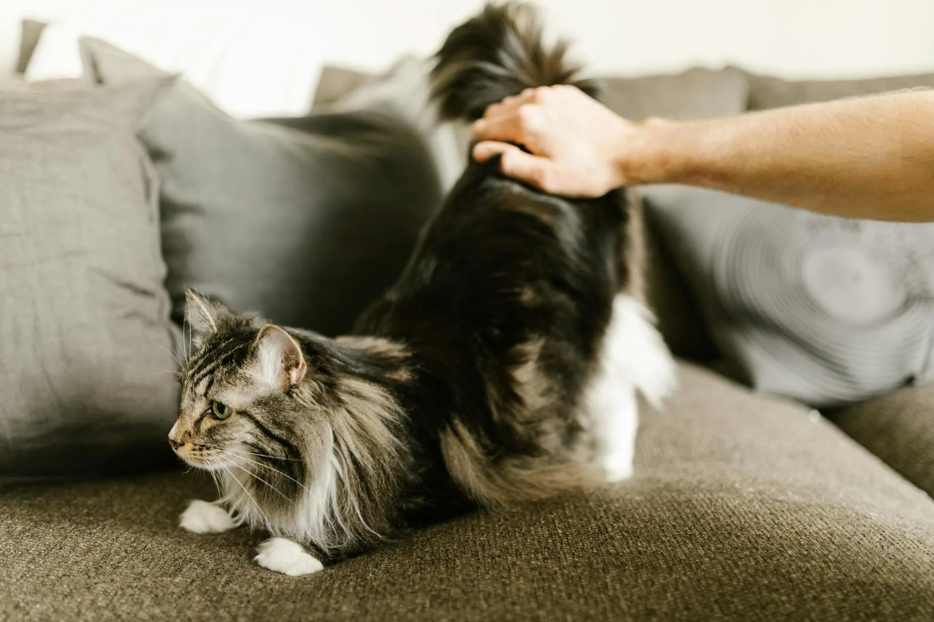 Cat stretching and scratching on household furniture