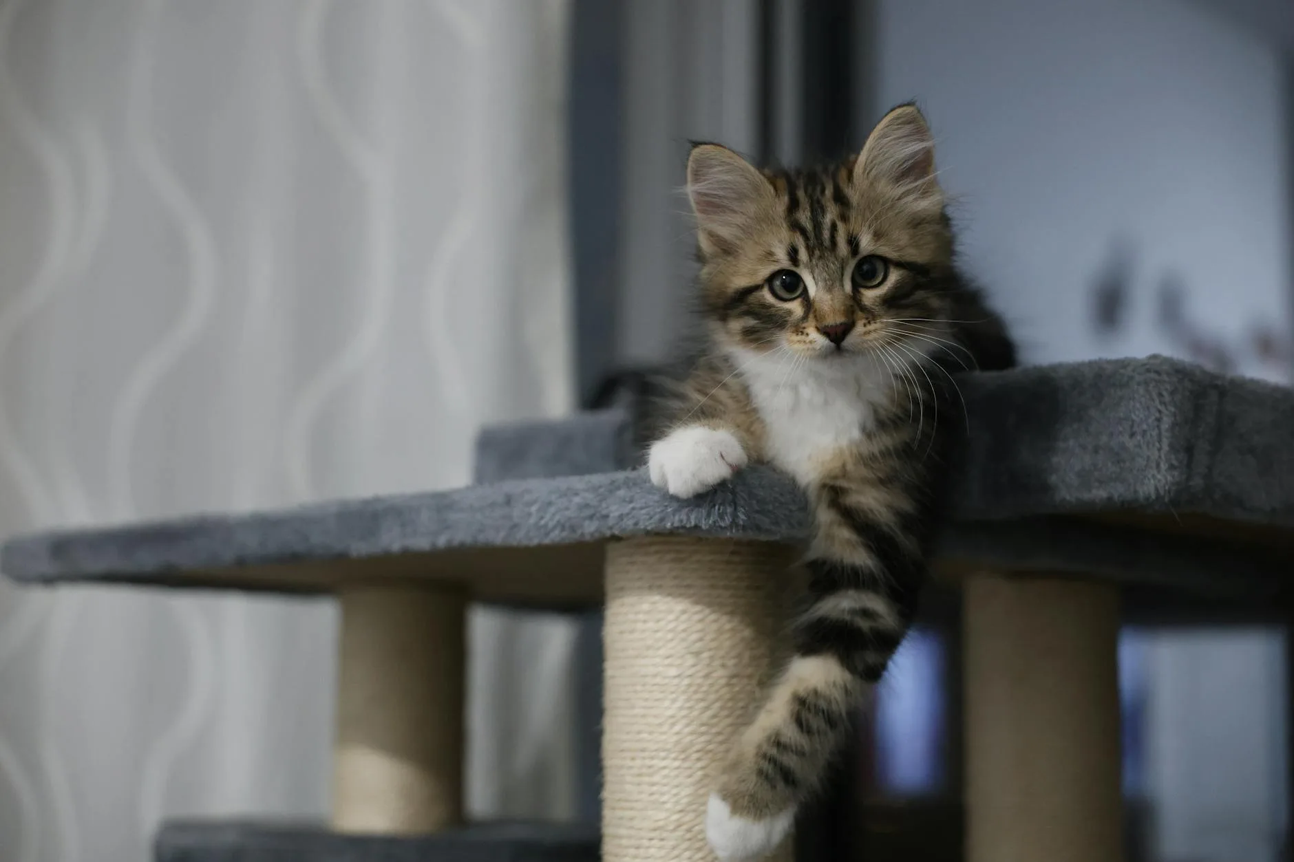 Cat sitting on a tall cat tree with scratching posts indoors