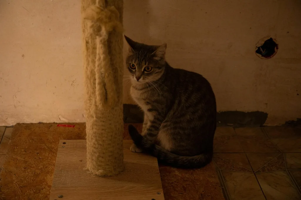 Cat using a sisal rope scratching post at home