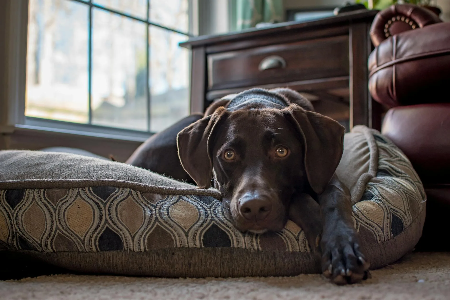 Dog resting calmly at home after outdoor walk