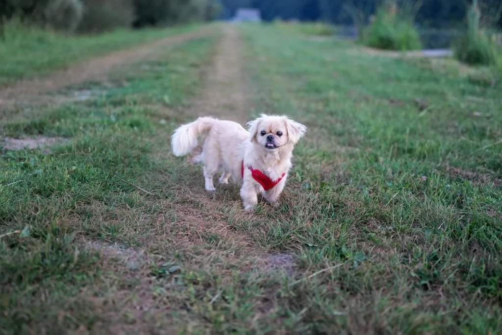 Dog walking through long grass in UK countryside
