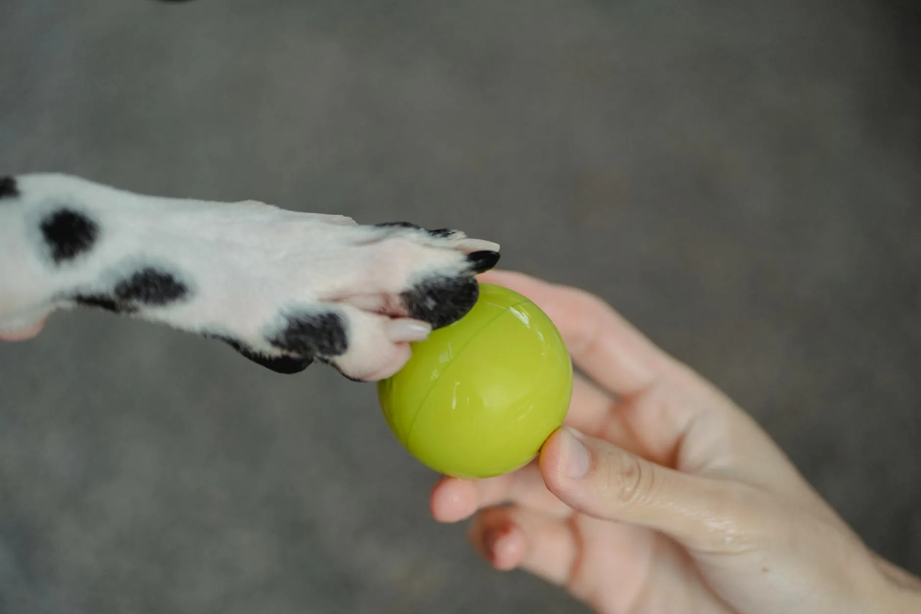 Dog reaching for a colourful rubber ball toy