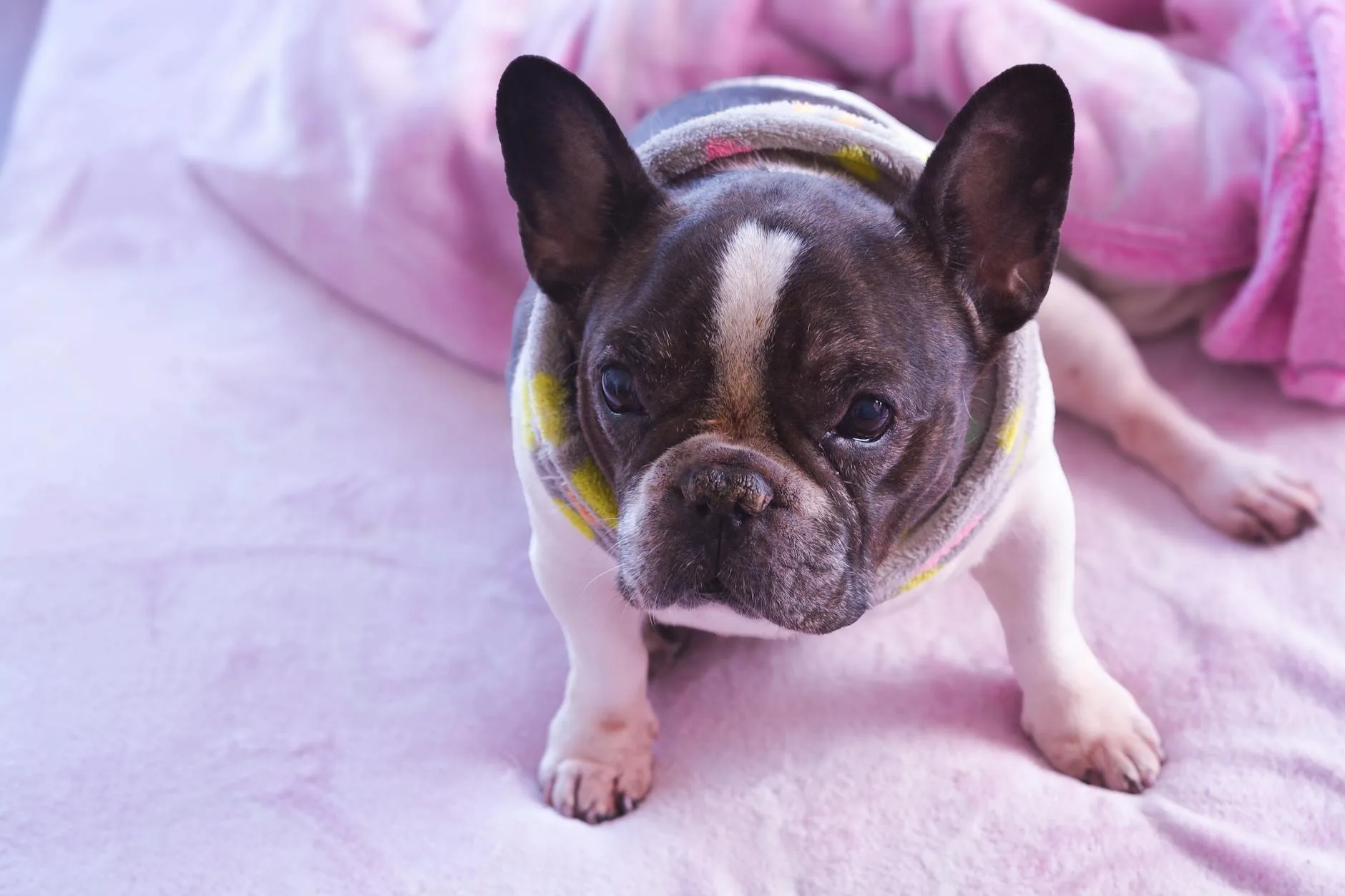 Small dog wearing a snug compression vest for anxiety relief