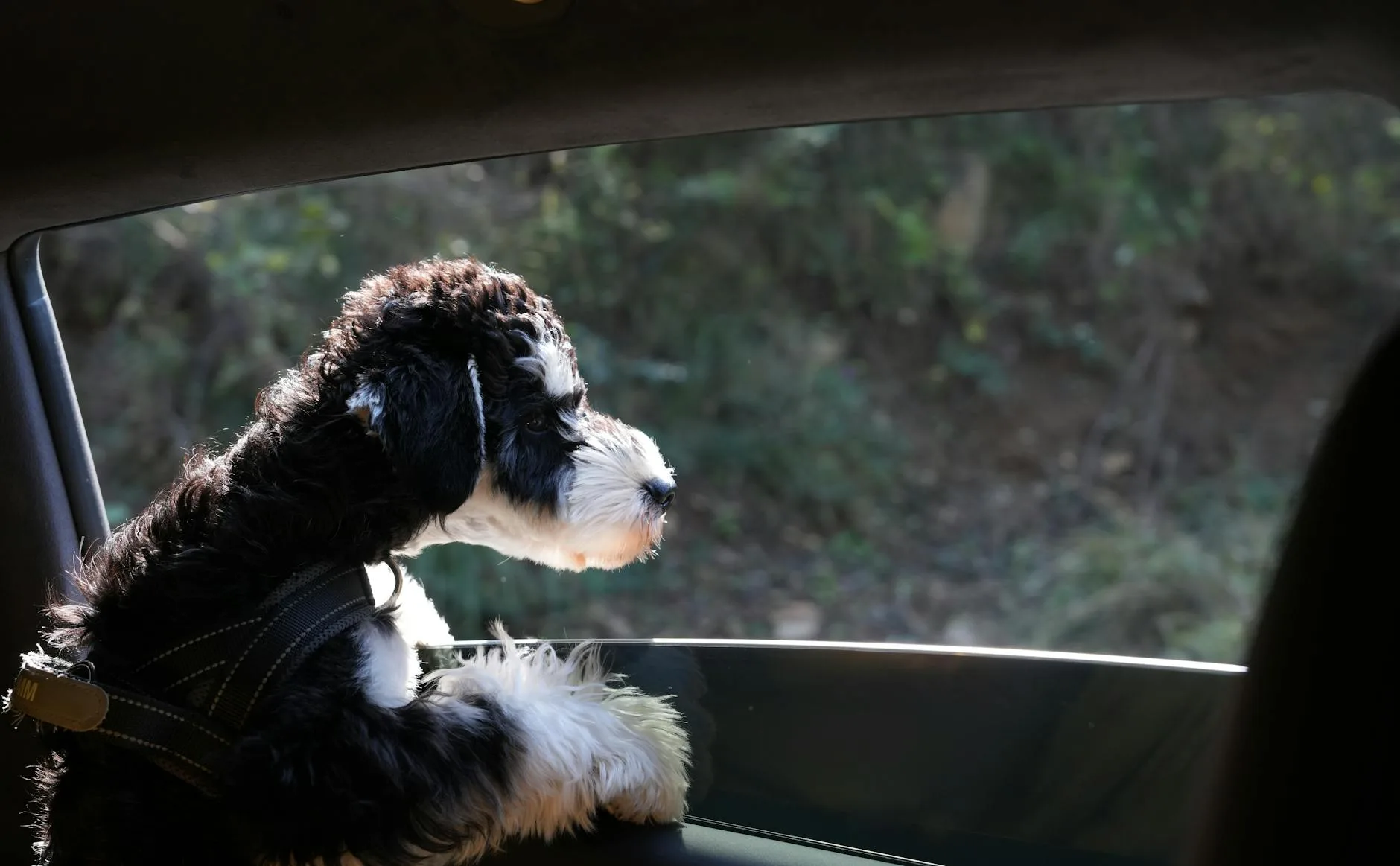 Dog wearing a car safety harness clipped to a seatbelt
