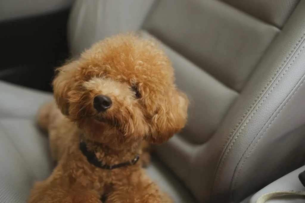 Dog sitting safely in the back seat of a car