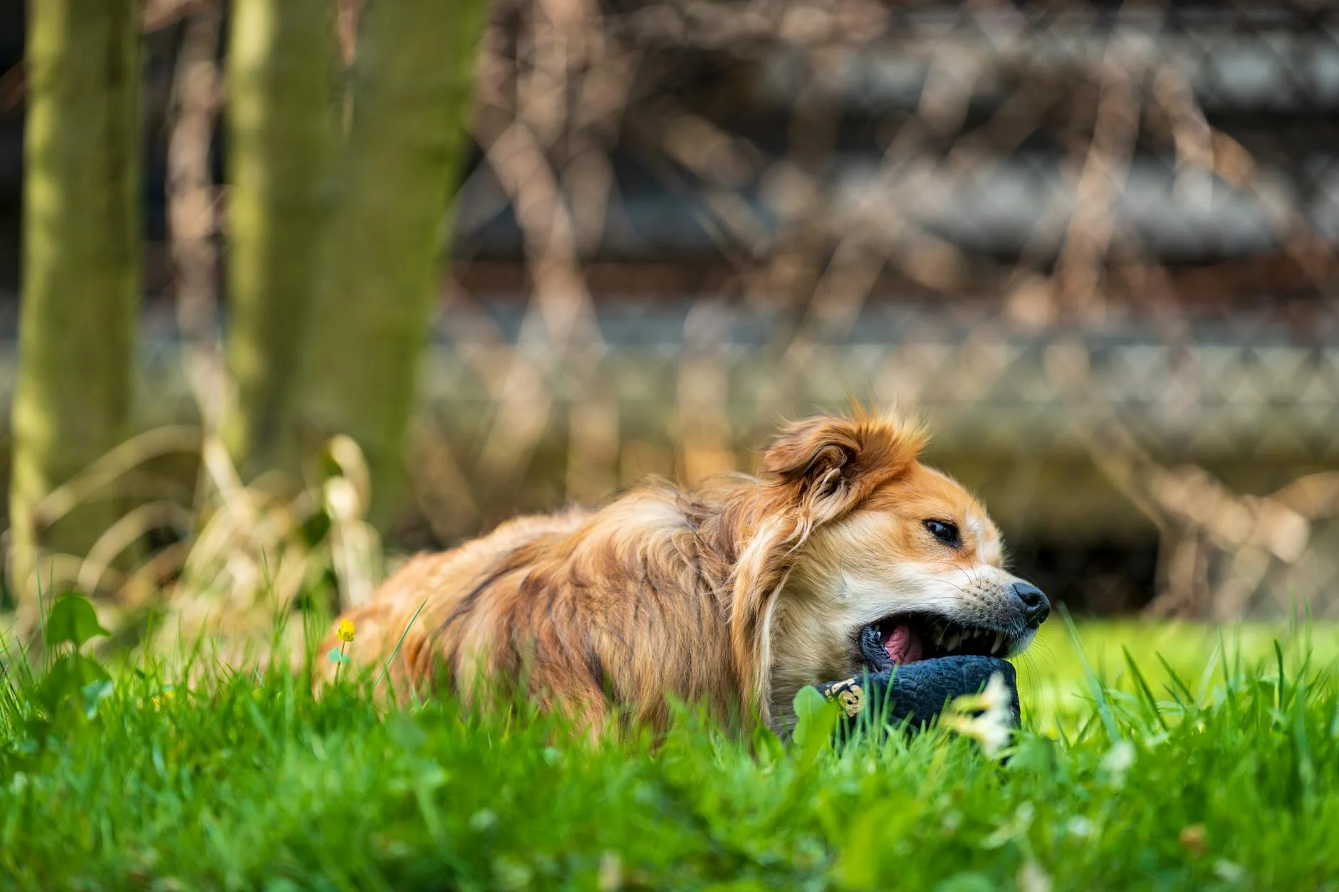 Dog chewing a durable rubber toy on garden grass