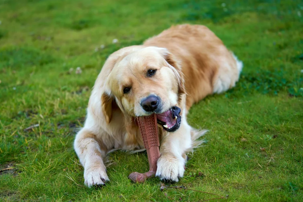 Happy dog chewing a tough rubber toy outdoors in a garden
