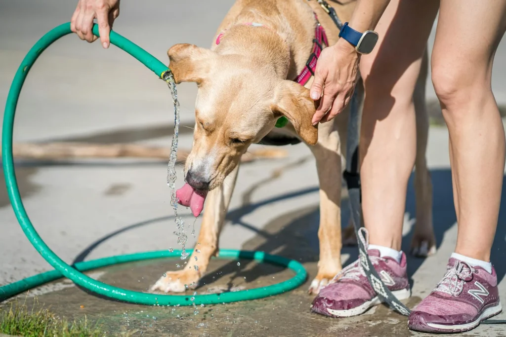 Happy dog drinking water outdoors in summer sunshine