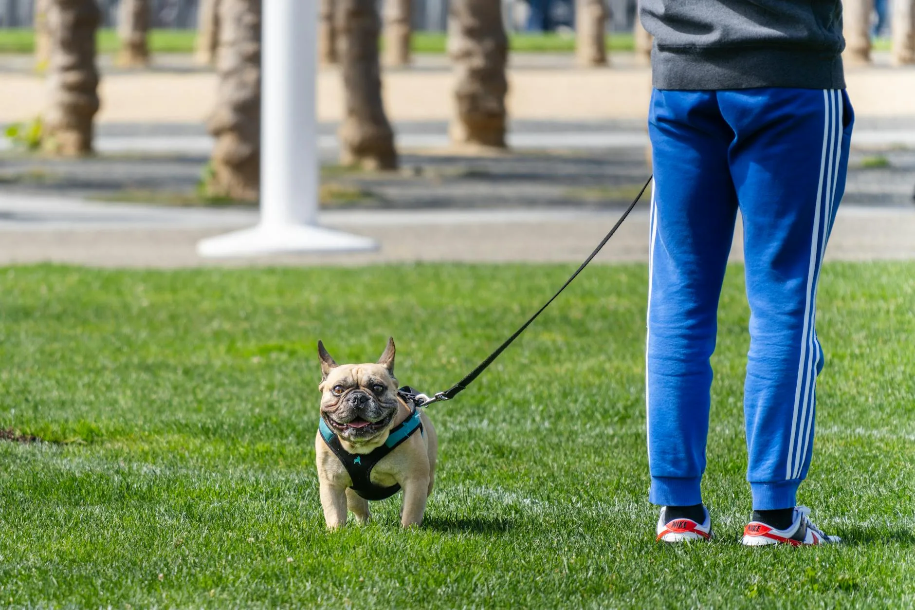 Dog wearing harness with lead attached for training